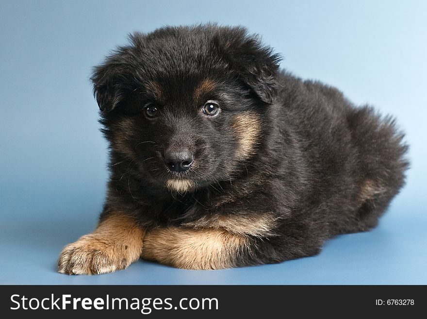 Puppy laying at blue seamless background. Puppy laying at blue seamless background