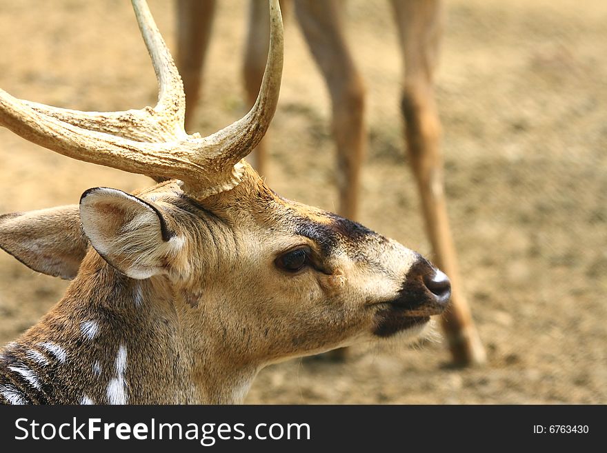 Deer stroling around and looked so innocent