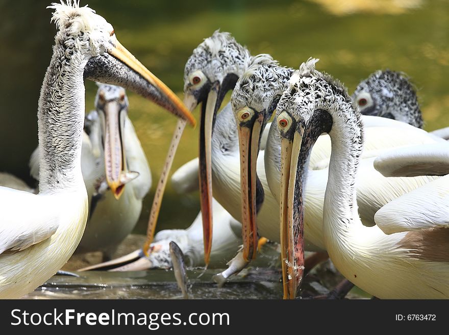 A pelican is any of several very large water birds with a distinctive pouch under the beak belonging to the bird family Pelecanidae.