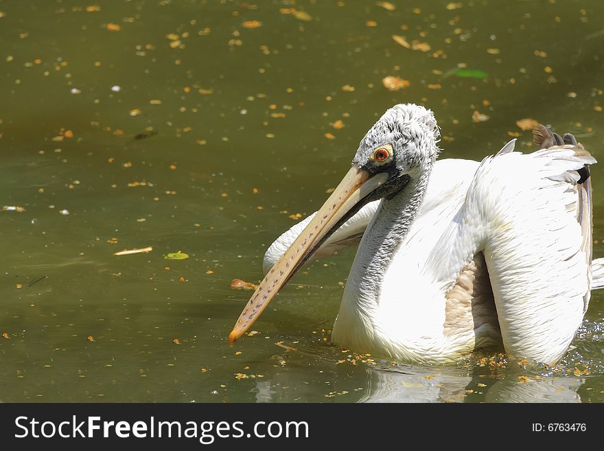 A pelican is any of several very large water birds with a distinctive pouch under the beak belonging to the bird family Pelecanidae.