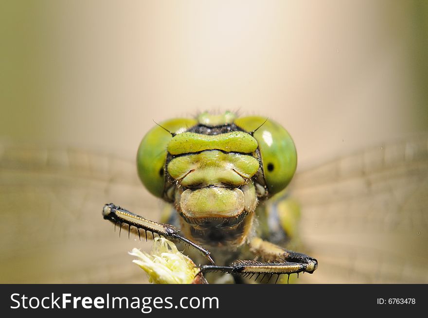 Macro portrait  great dragonfly (Aeschna grandis)