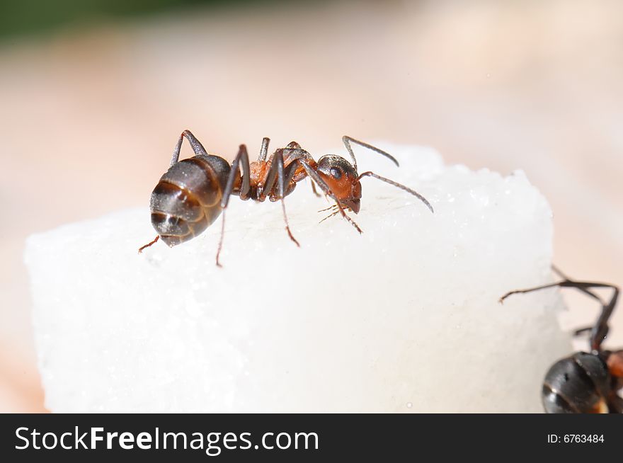 Red-haired wood ant and sugar piece. Macro