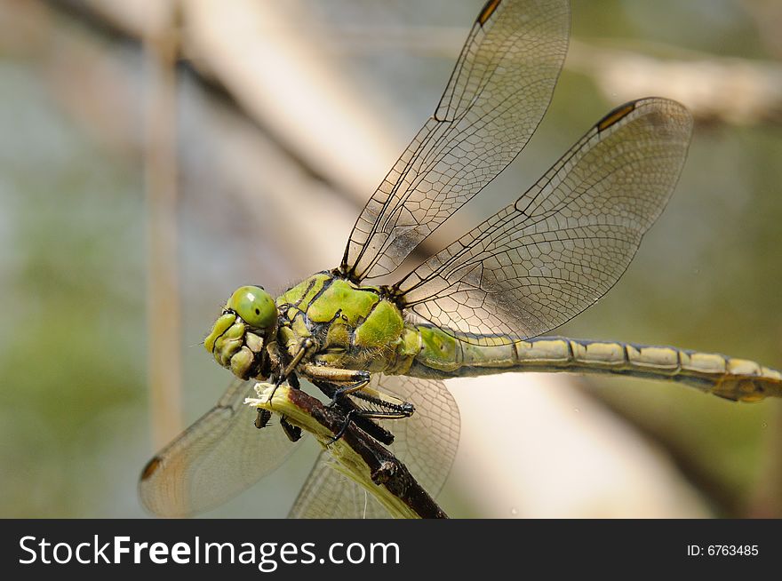 Macro portrait  great dragonfly (Aeschna grandis)