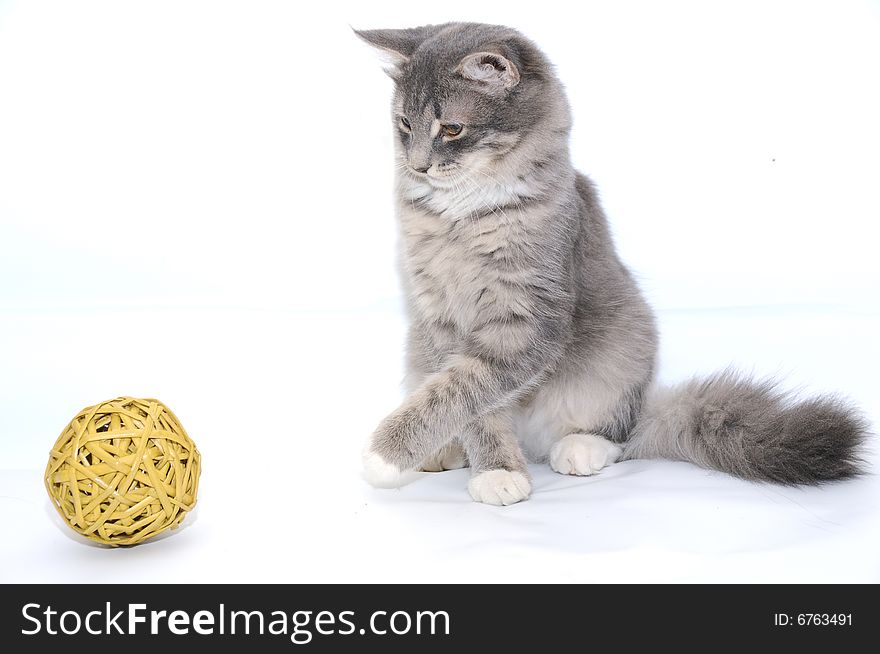 Grey kitten playing with yellow ball. Grey kitten playing with yellow ball