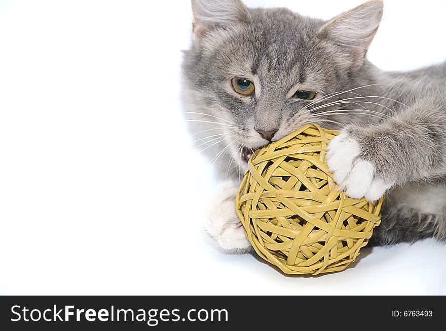 Kitten Playing With Ball