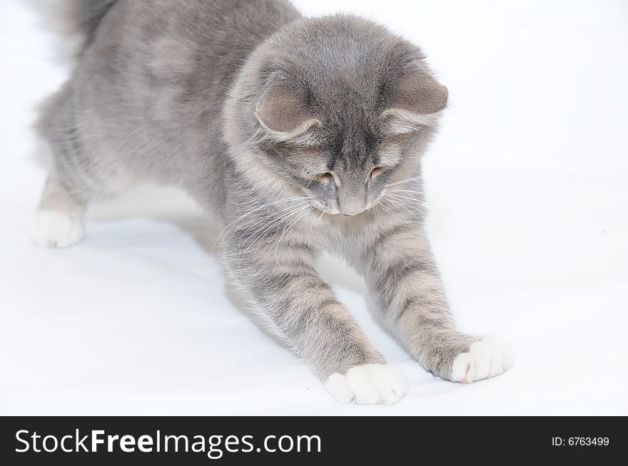 Grey kitten playing and pawing at a toy