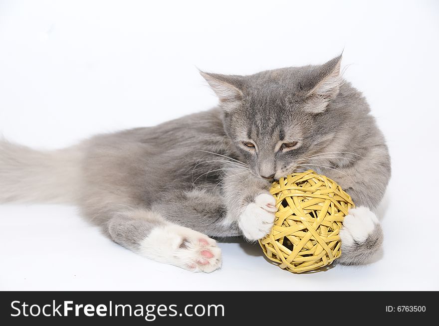 Kitten playing with ball