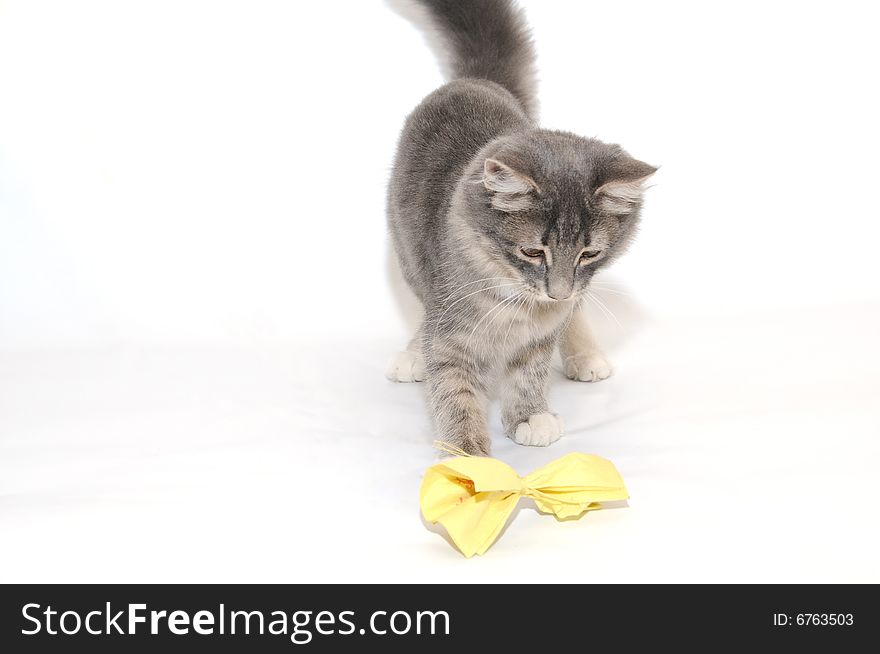 Grey Kitten Playing And Pawing