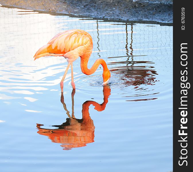 Pink flamingo in the Moscow zoo