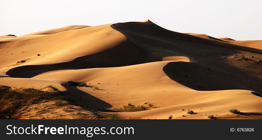 A charming beauty of the desert photos