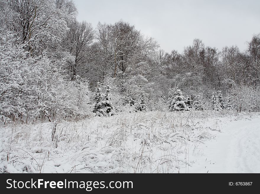 Trees in snow in winter, Russia. Trees in snow in winter, Russia