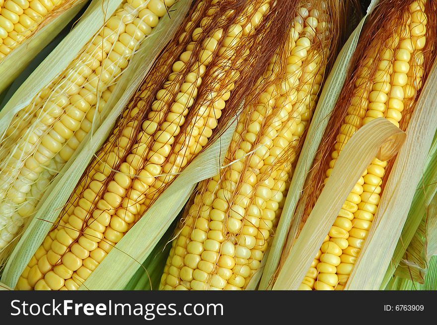 Fresh yellow corn on the cob. Fresh yellow corn on the cob