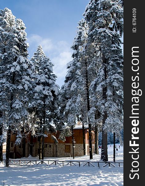 Mountain cottage hidden behind snowy trees. Mountain cottage hidden behind snowy trees