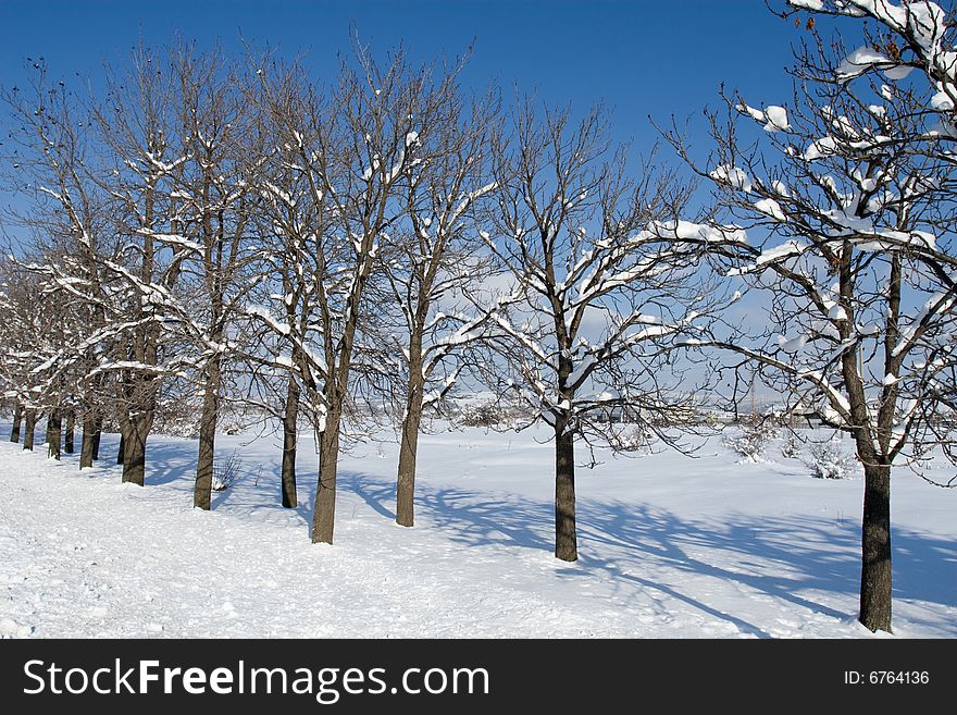 Fresh snow on a beautiful winter day