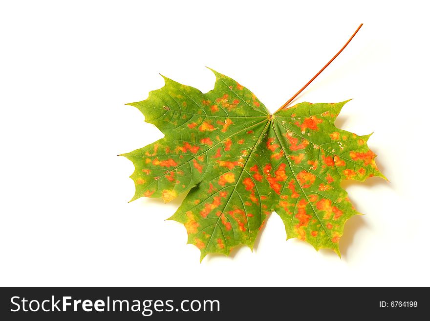 Autumn leaf isolated on white background. Autumn leaf isolated on white background