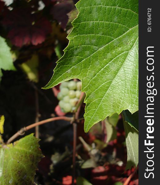 Wine leaf with wine on background.