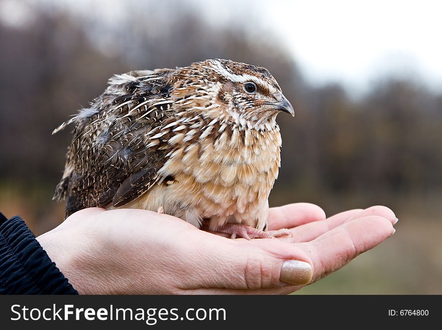 Sand Grouse sits on a palm