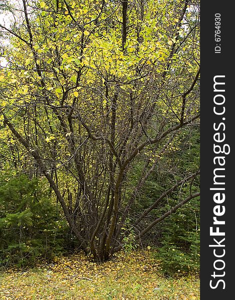 Deciduous tree with dark brown bark and golden yellow leaves in autumn. The ground beneath the multi-trunked tree is carpeted with fallen leaves. The tree stands against a backdrop of dark green conifers. Shot along the North Fork of the Teton River in Montana, near the town of Choteau. Deciduous tree with dark brown bark and golden yellow leaves in autumn. The ground beneath the multi-trunked tree is carpeted with fallen leaves. The tree stands against a backdrop of dark green conifers. Shot along the North Fork of the Teton River in Montana, near the town of Choteau.