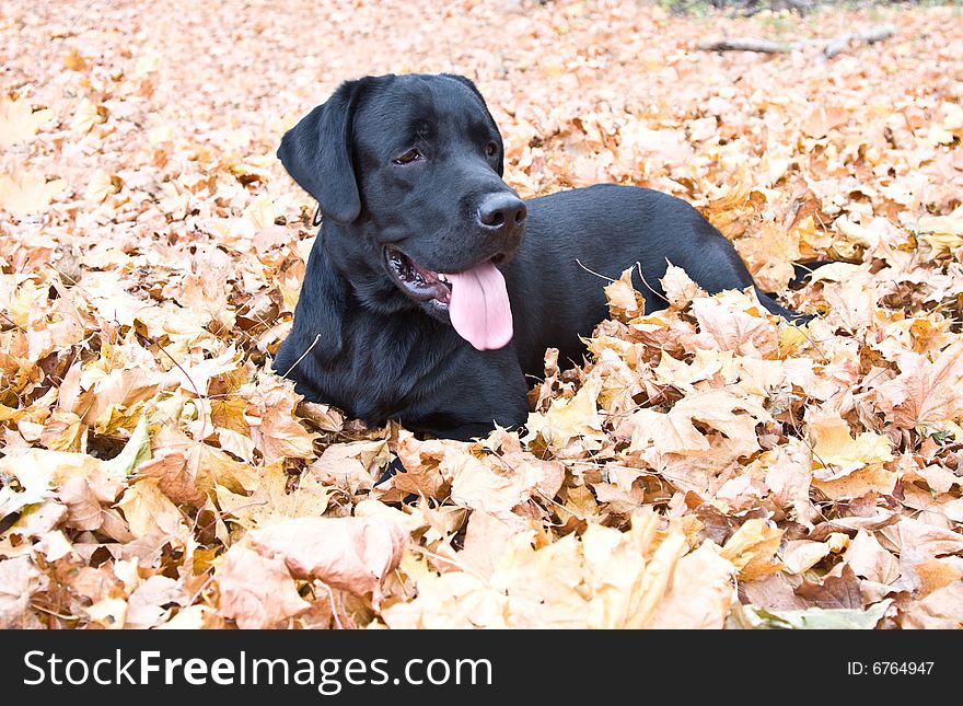 Black Labrador Dog Lies In Yellow Autumn Leaves