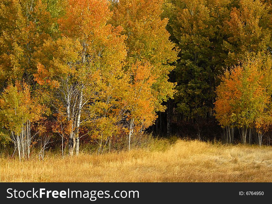 Detail of Golden Autumn Birch Trees. Detail of Golden Autumn Birch Trees