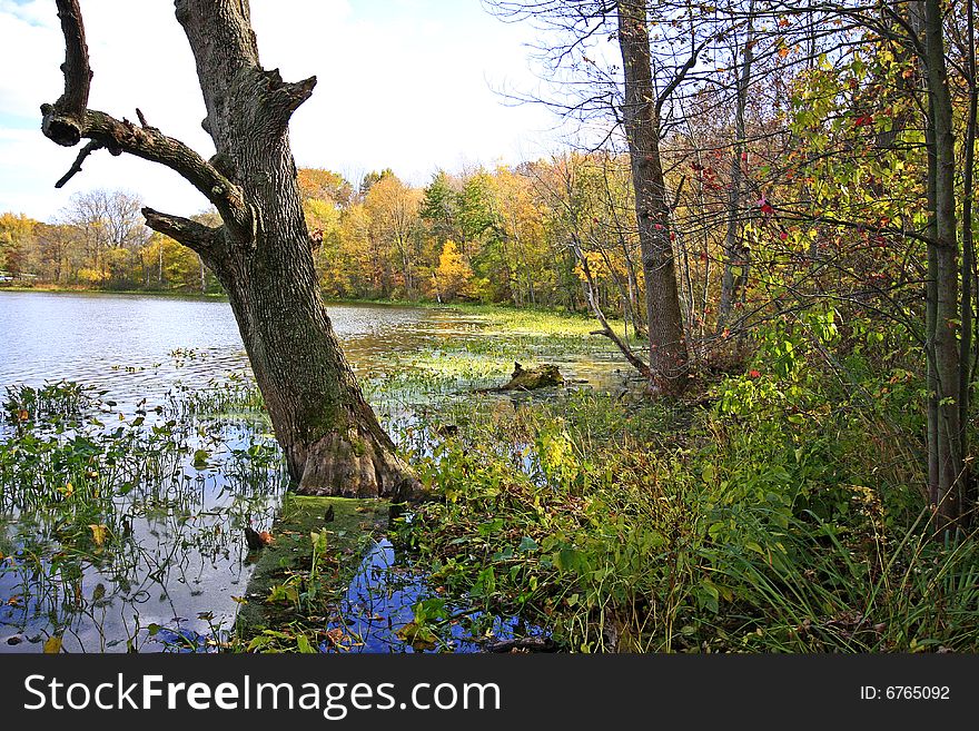 Tree Submerged In Water In Sand Lake