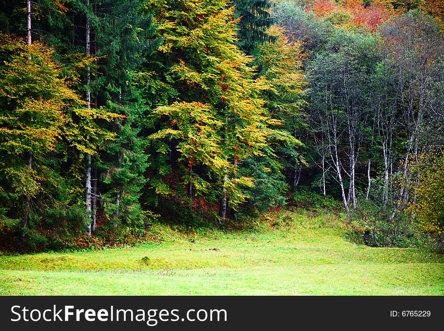 An image of a autumn trees in a wood. An image of a autumn trees in a wood