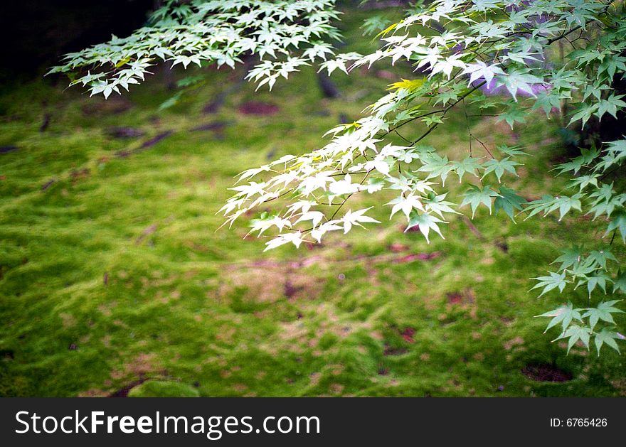 Green Japanese Maple leaves against green moss covered ground