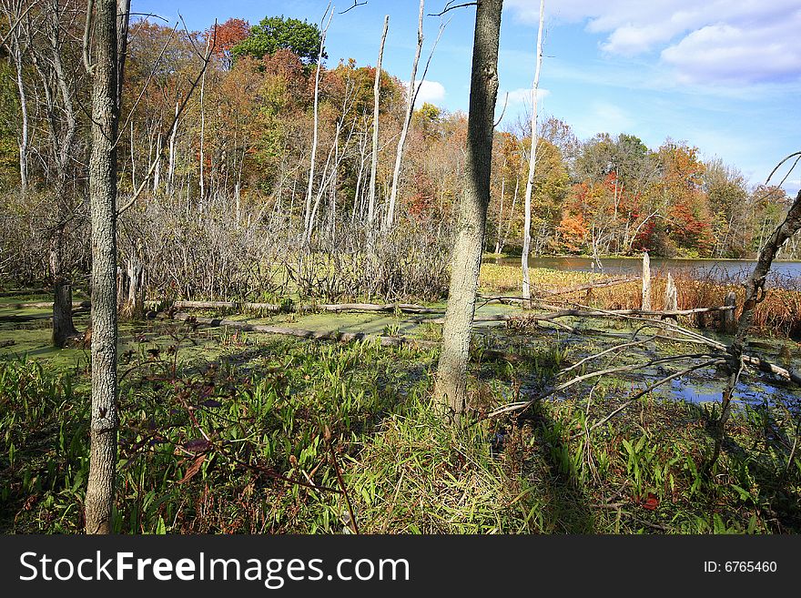 Bog in sand lake chain o' lake stae park indiana