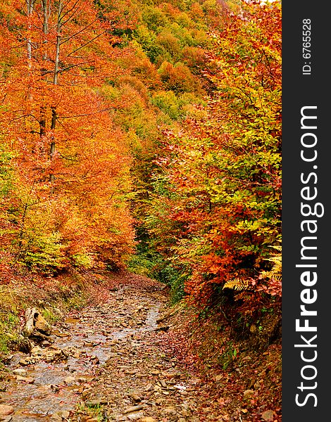 An image of a autumn trees in a forest. An image of a autumn trees in a forest