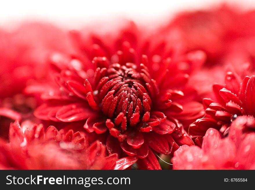 Water Drops On Red Colours.