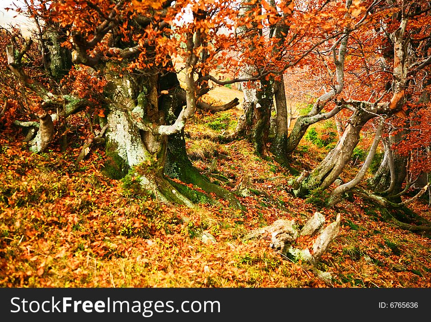 An image of a yellow trees in a forest. An image of a yellow trees in a forest