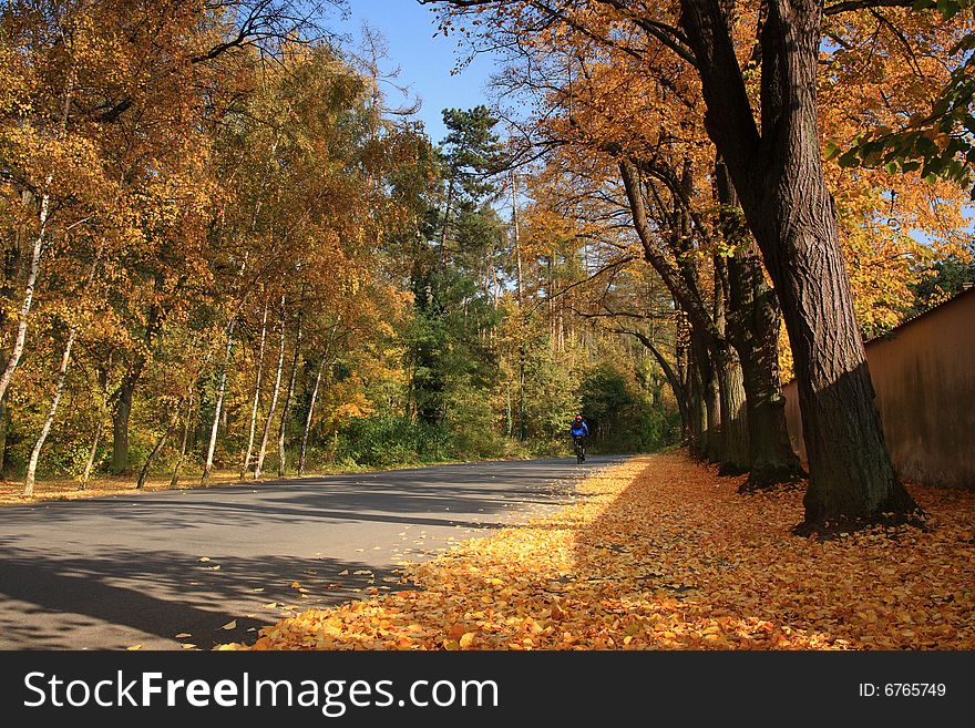 Autumn road under colorful tree. Autumn road under colorful tree