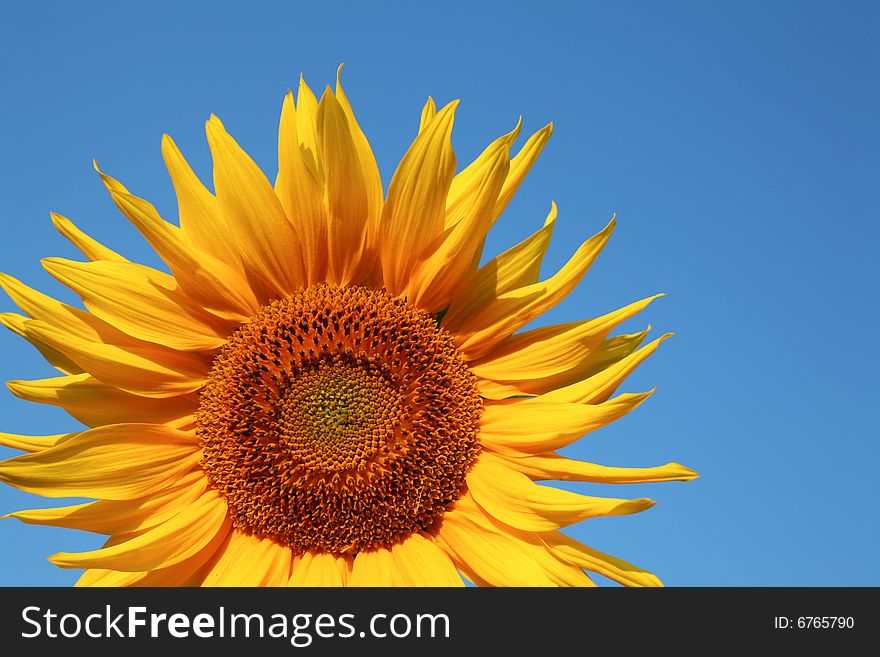 An image of yellow sunflower on background of blue sky. An image of yellow sunflower on background of blue sky