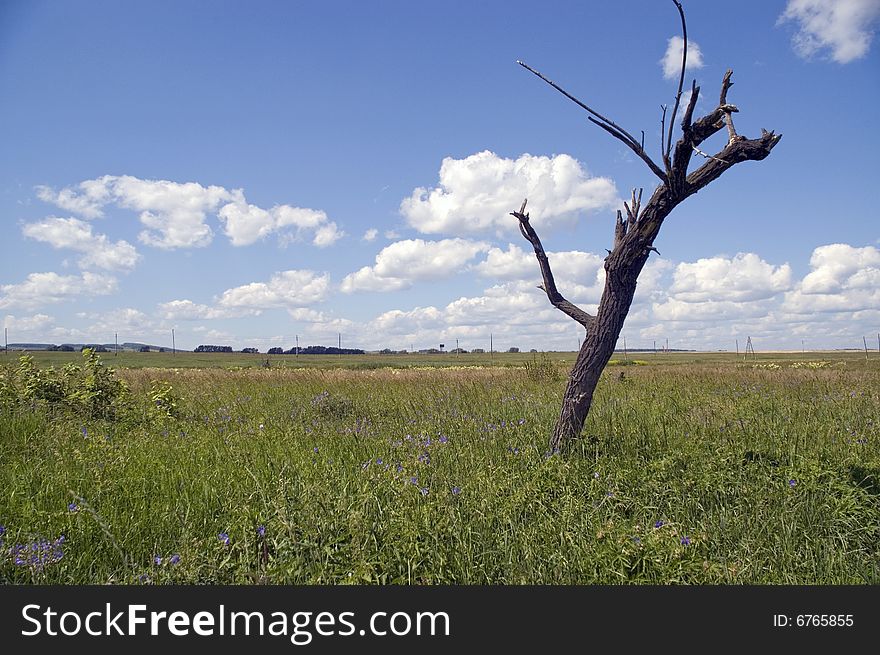 Dry tree on a green meadow. Dry tree on a green meadow.