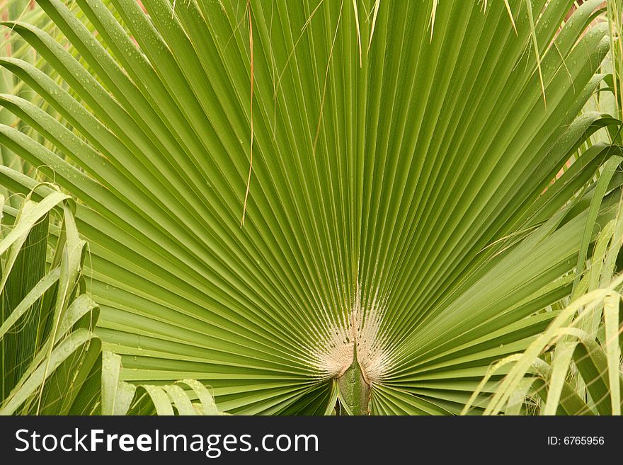 Young green leaf palm during the day