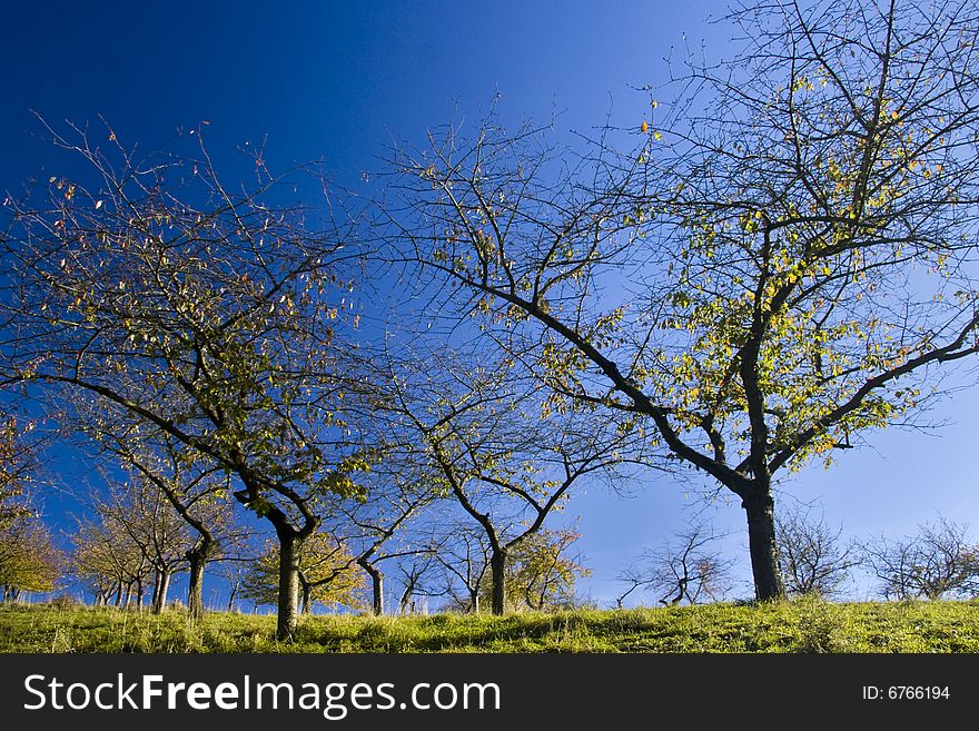 Cherry Tree in Fall