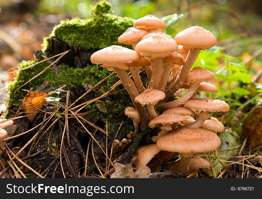 Armillaria mellea edible mushroom on moss in autumn forest. Armillaria mellea edible mushroom on moss in autumn forest