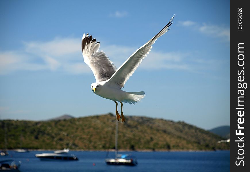 A beautiful seagull flying / sea