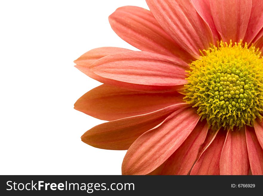 Closeup of orange,pink daisy isolated on white background with clipping path. Closeup of orange,pink daisy isolated on white background with clipping path