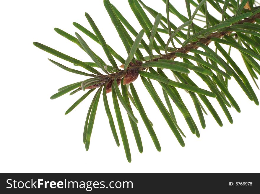 Branch of the spruce, photo on the white background