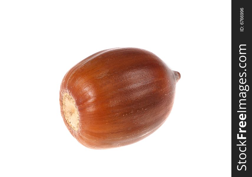 Macro shot of brown acorn, photo on the white background