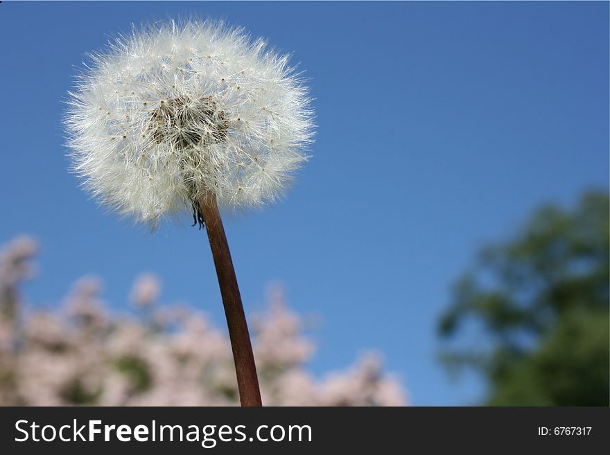 A closeup of a Dandelion on a late summer day.