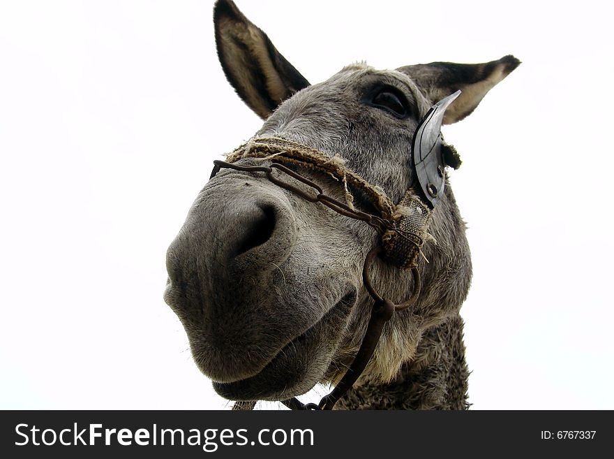 A donkey isolated on white  background. Close-up.