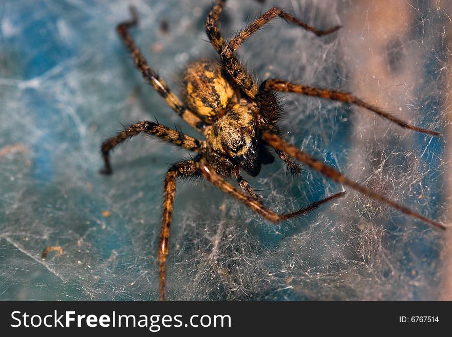 Close-up of a spider in web