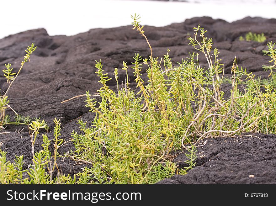 Lava rocks with grass and weeds growing out of it