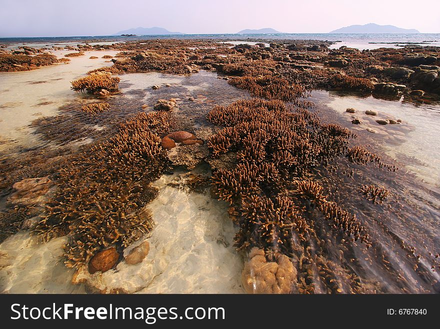 Staghorn coral, brain coral and other various species of coral exposed at low tide. Staghorn coral, brain coral and other various species of coral exposed at low tide