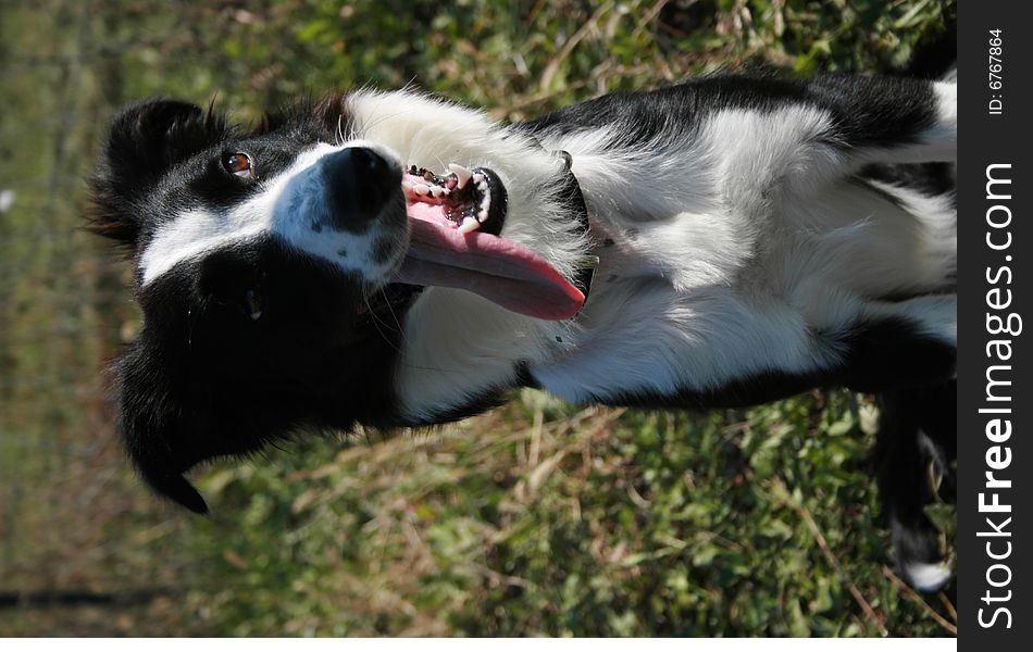 Border Collie pup with tongue hanging out of mouth after a work out. Border Collie pup with tongue hanging out of mouth after a work out.