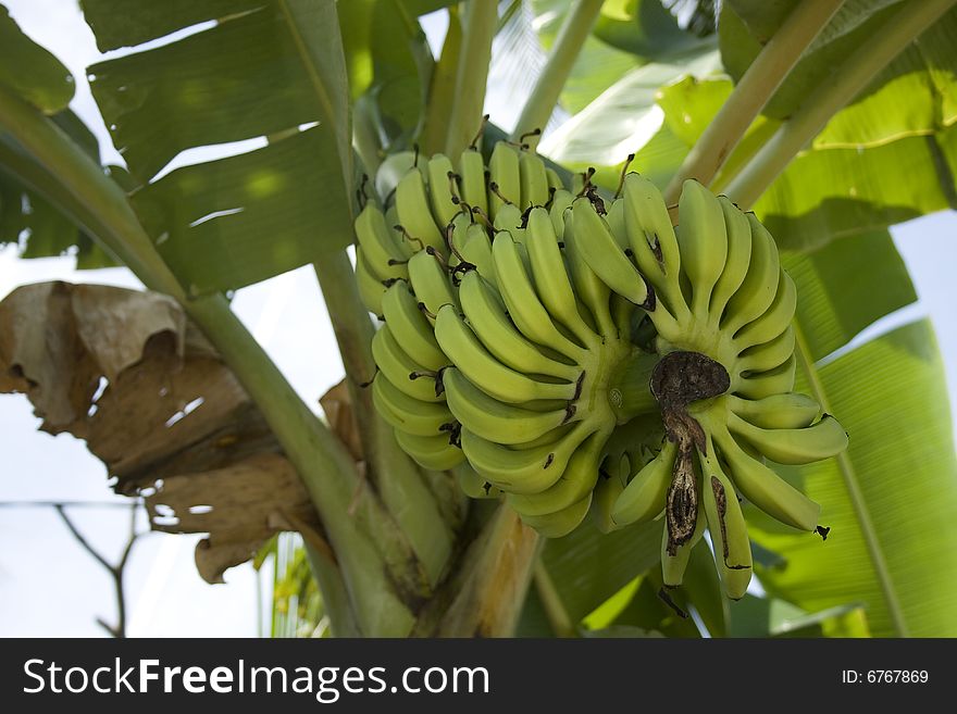 Green banana. very green look