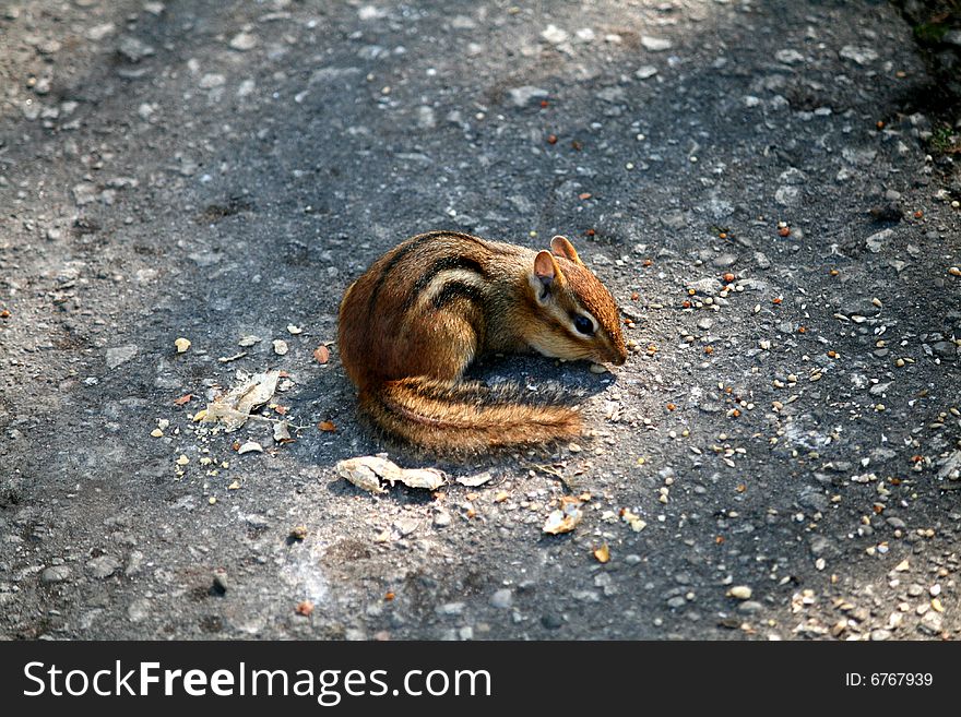 Chipmunk sitting and eating his food