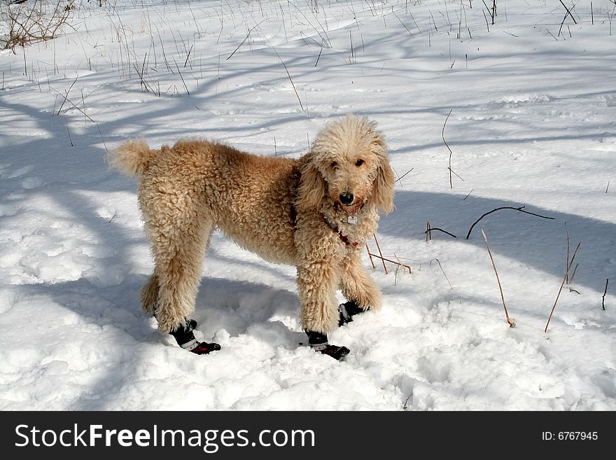 The dog dressed in socks on snow. The dog dressed in socks on snow